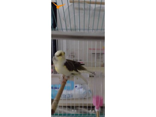 Eşe hazır takım Erkek dik ötümde fi hazır