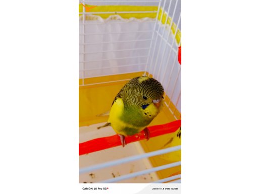 3 AYLIK ERKEK YAVRU ELE GELİR ALİSTİRMALİK MUHABBET 