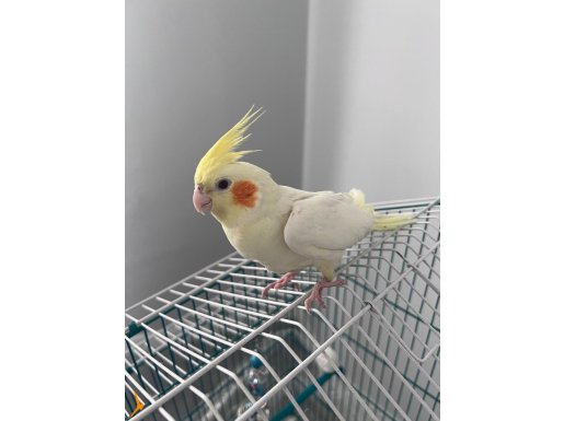 Yavru Sultan Papağanı+Kafesi