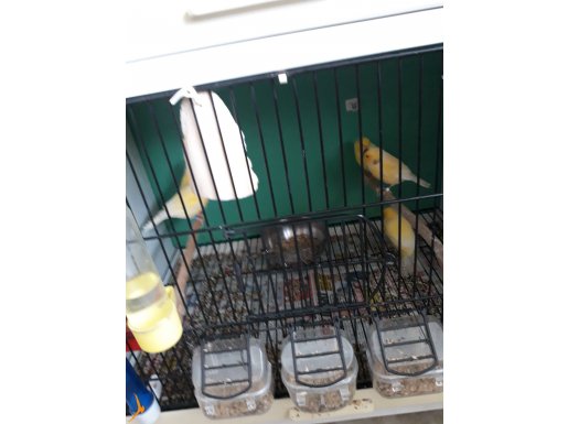 Hârzrooller kirik kanaryalar