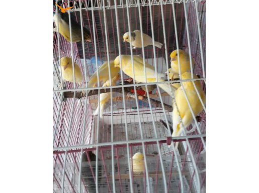 Harzroel kırık kanaryalar 