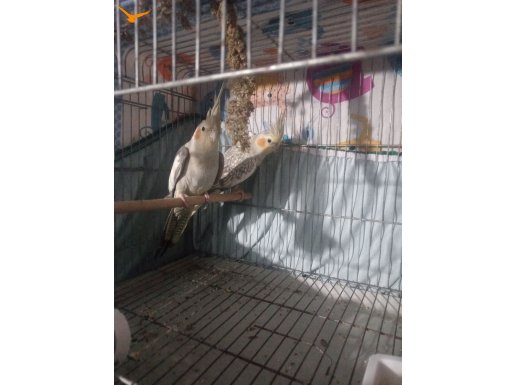 Çok sevdiğim papağanlarım taşınma sebebi sahiplendireceğim