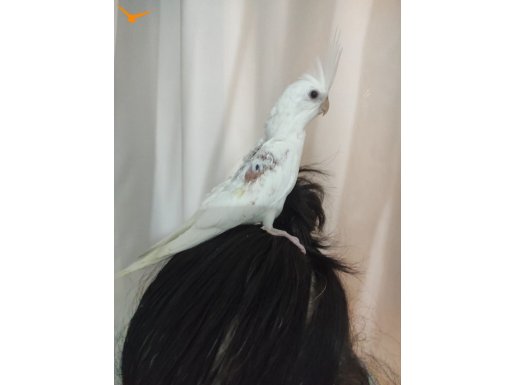 Ele Alıştırmalık Yavru 