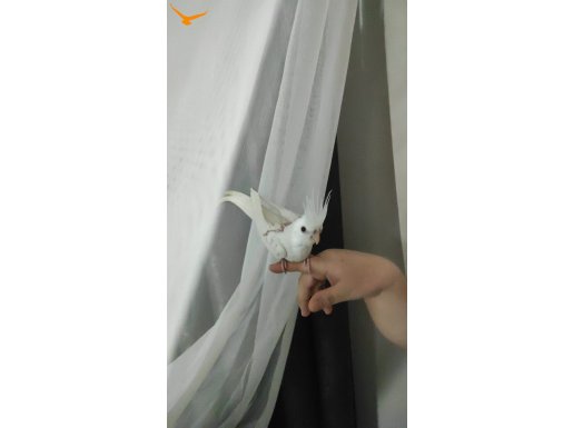 Ele Alışkın sultan papağanı