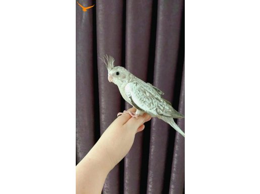 Ele Alışık Sultan Papağanı Yavrusu