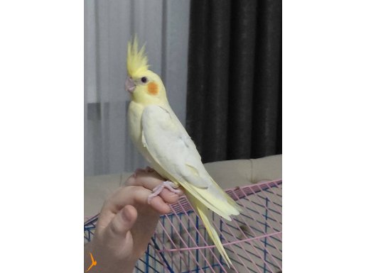 YAVRU EVCİL SULTAN PAPAĞANI 