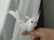 Ele Alışkın sultan papağanı