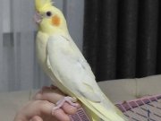 YAVRU EVCİL SULTAN PAPAĞANI 