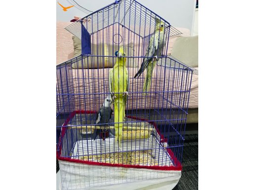 Bakımlı keyifli kuşlardır.