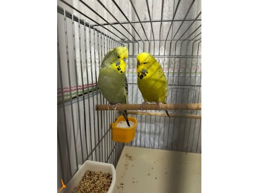 ORJİNAL JUMBOLAR KAÇIRMAYIN