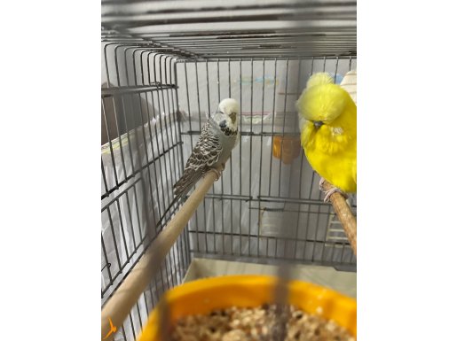 JUMBO İRİ DİŞİ MUHABBET KUŞU