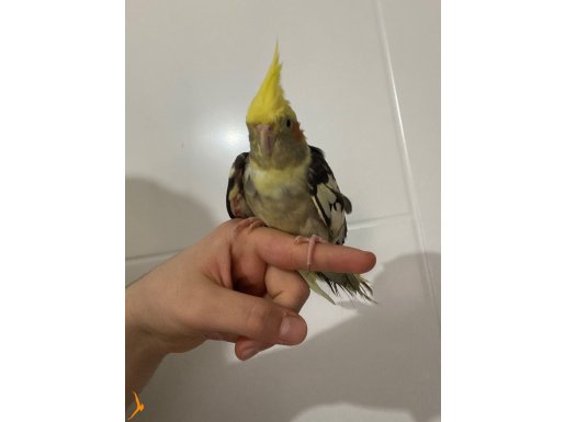 10 aylık sultan papağanı isteyene kafesiyle verilecektir