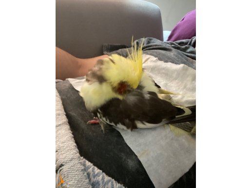 1 yaşında erkek sultan papağanı