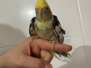 10 aylık sultan papağanı isteyene kafesiyle verilecektir