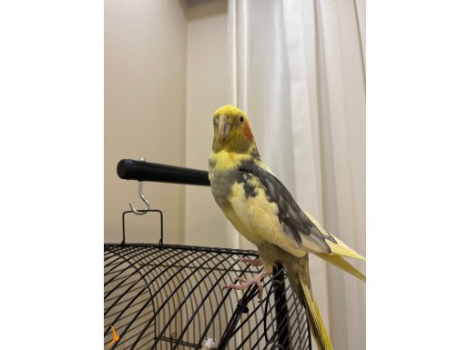 Sultan Papağanı ve Tüm Malzemeleri