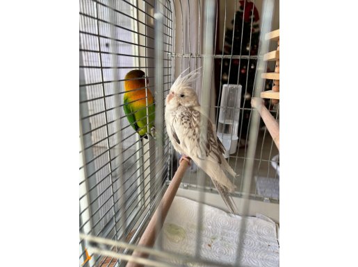 2 Buçuk Aylık Erkek Albino Sultan Papağanı