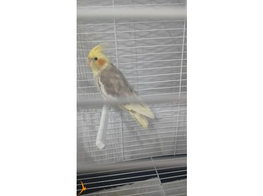 5 aylık dışı sultan. Papağanı 