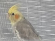 5 aylık dışı sultan. Papağanı 