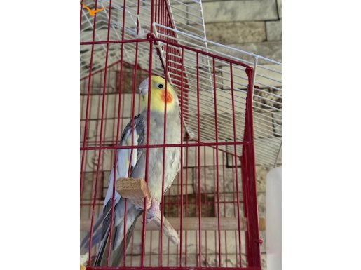 2-3 yaşlarında konuşan cana yakın