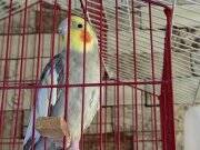 2-3 yaşlarında konuşan cana yakın