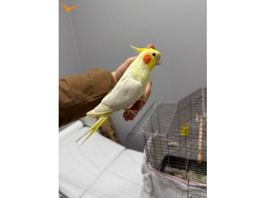 Ele gelen saglikli sultan papagani