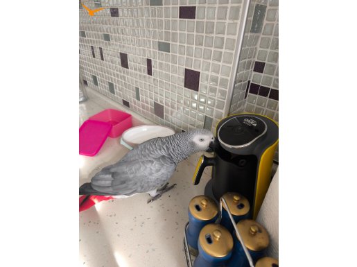 EFSANE GEVEZE PAŞAM YUVASİNİ ARİYOR