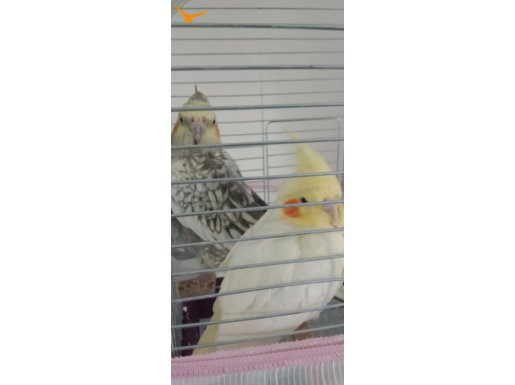 4ve2 aylık Sultan papağanı 