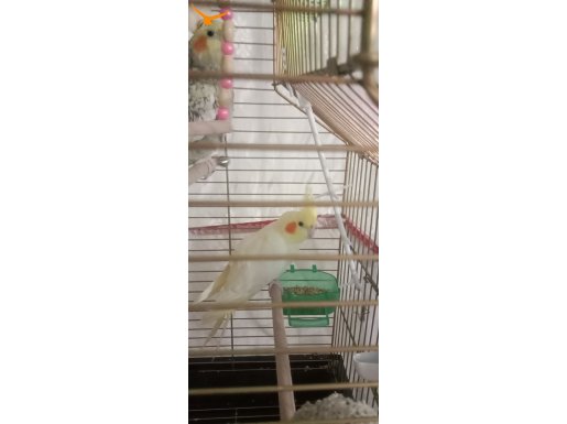 3ve5 aylık Sultan papağanı 