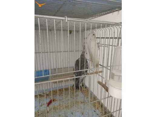 Sultan papağanları dişi albino erkek vayfi çift 