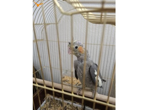 Bir buçuk aylık sultan