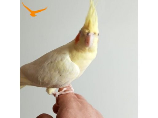 Yavru.sultan.papaganlarimiz.ele.alisiktir.