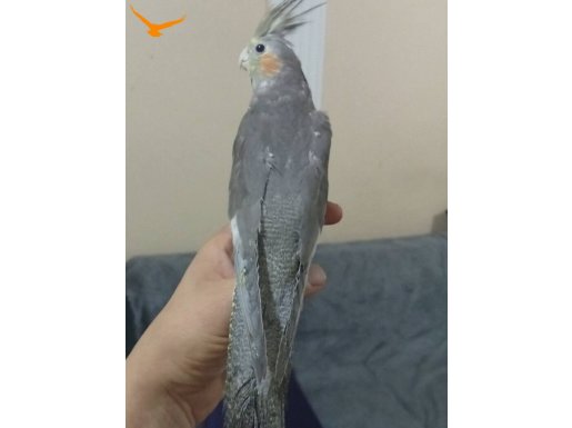 Ele alışık sebebini yavrularımız