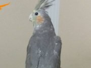 Ele alışık sebebini yavrularımız