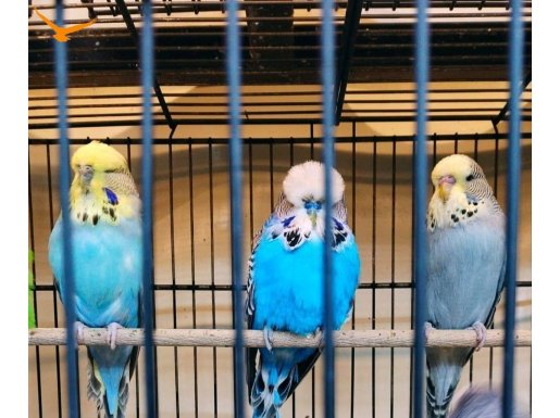 Konuşma Eğitimi verilecek akıllı kuşlar