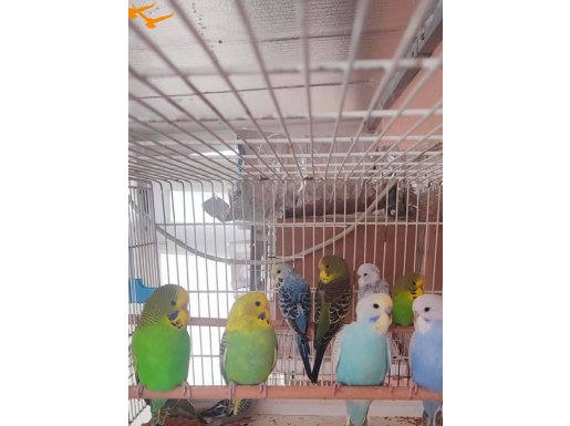 Eğitim verilecek yavru kuşlar 