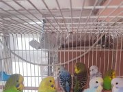 Eğitim verilecek yavru kuşlar 