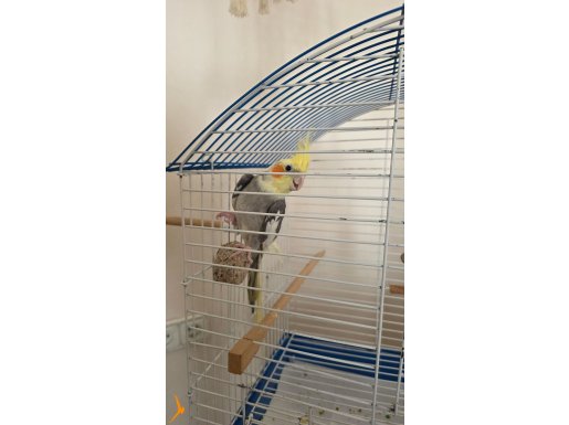 7 aylık sultan papağanı kafesiyle birlikte