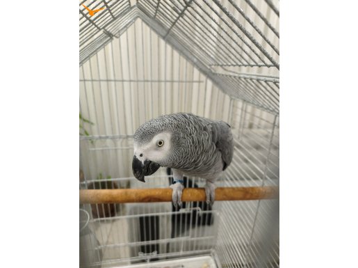 Jako Papağan Kırmızı kuyruk 2 Yaşında 