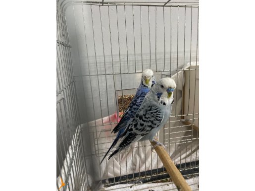 Çift muhabbet kuşu beslemeyi bırakıcağım için uyguna vericem