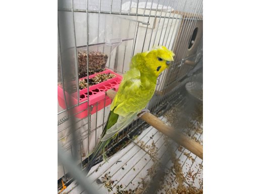 Erkek japones uyguna