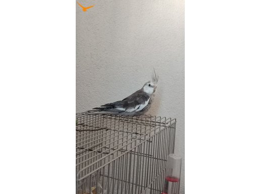 Daha 3-6 aylık papağan gri rengi erkek kafesitle verilecek