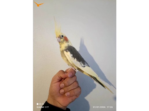 Biri erkek diğeri dişi iki adet açıklamayı okuyun