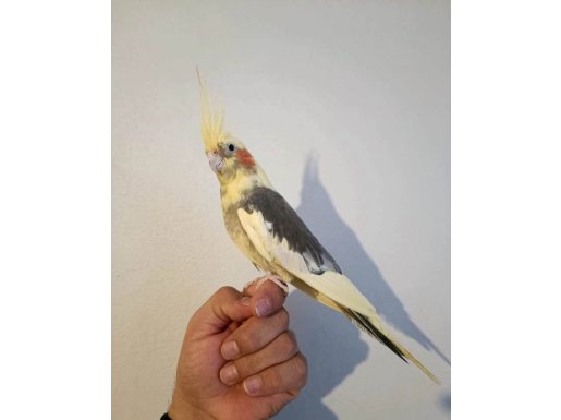 Dişi ve erkek sultan 