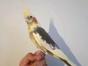 Dişi ve erkek sultan 