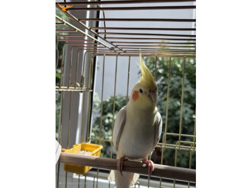 Vallahi yeter çok konuşuyor bıktım sürekli konuşuyor 