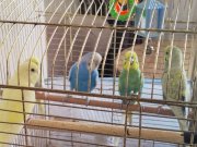 Gökkuşağı Renklerinde Evcil Muhabbet Kuşları - 1 ve 3 Aylık Yavrular