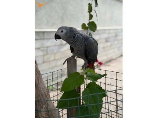 Jako papağanı 8 aylık 