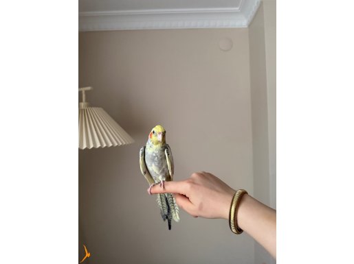 8 Aylık erkek insandan kaçmayan Sultanpapağanı