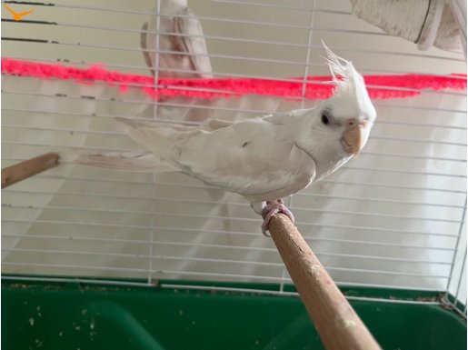 Albino 2 adet Kırklareli MERKEZ