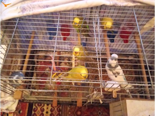 3 Çift  3 Erkek 3 Dışı 